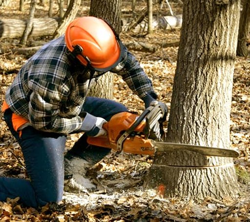 Tree Removal in Bokoshe, OK